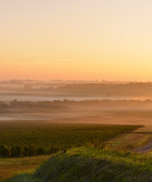 PREMIÈRES CÔTES DE BORDEAUX